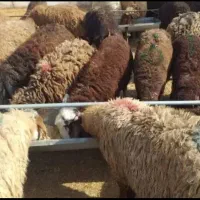 گوسفند. زنده. محرم. قربانی. نذری