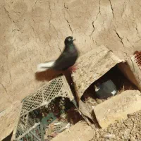 کفتر دمسفید