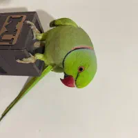 جوجه گرینجیک