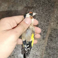 سهره جوجه سال نر