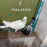 کفتر نرو ماده