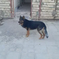 نره اماده برای جفت گیری ماده کسی داره عکس بزاره