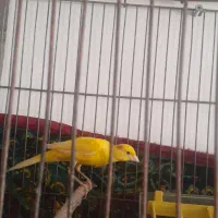 قناری|پرنده|قزوین, |دیوار