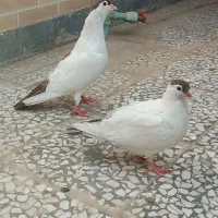 کبوتر چپ باجوجه.