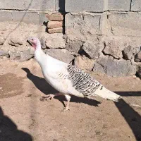 بوقلمون هشترخان