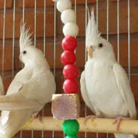 سه تا عروس هلندی آلبینو|پرنده|لواسان, |دیوار