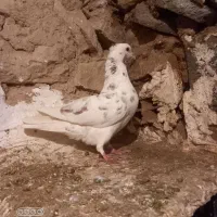 کفتر فروشی|پرنده|فاروج, |دیوار