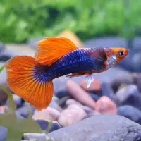 پرورش ماهی آکواریومی|ماهی|اهر, |دیوار