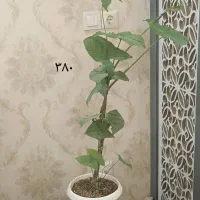 گلهای طبیعی شیک همراه با قیمت درج شده|گل و گیاه طبیعی|بجنورد, |دیوار