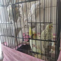 عروس هلندی|پرنده|ملارد, |دیوار