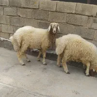 بره|حیوانات مزرعه|چرداول, |دیوار