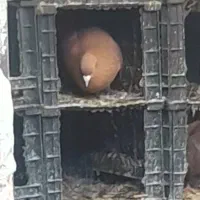 نر سرخ درشت سفت