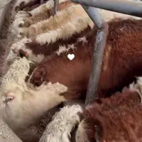 تهیه گوساله سمینتال پرواری و داشتی همه رقم