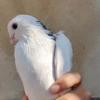 کفتر حسابی|پرنده|قم, قلعه کامکار|دیوار