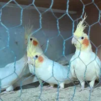 عروس هلندی سخنگو و ماده|پرنده|فاضل آباد, |دیوار