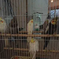 عروس هلندی مولد