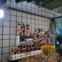 فنچ مولد|پرنده|بیرجند, |دیوار