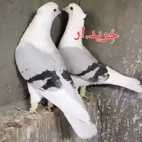 دوکت سبز