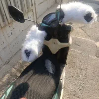 کلیک 150|موتورسیکلت|تهران, خلیج فارس|دیوار