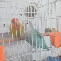 طوطی برزیلی نرو ماده