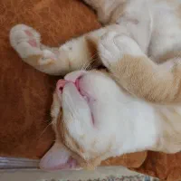 واگذاری واکسن زده شناسنامه داره|گربه|پرند, فاز ۶|دیوار