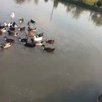 فروش اردک های چاق و بزرگ