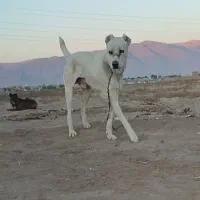 واگذاری سگهای خراسانی نگهبان و گلگی|سگ|مشهد, احمدآباد|دیوار