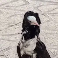 جفت مولدشامپیون