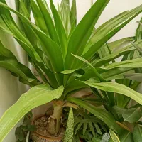 فروش گل طبیعی|گل و گیاه طبیعی|قهدریجان, |دیوار