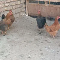 مرغ جوان تخم کن