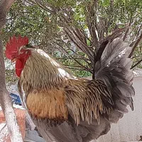 خروس خوش رنگ