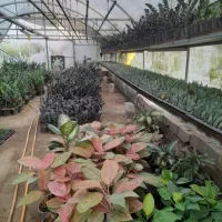 فروش گل زامفولیا قیمت مناسب