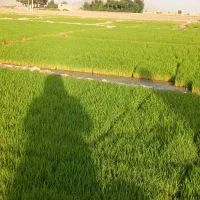 برنج کامفیروزی پاکوتاه