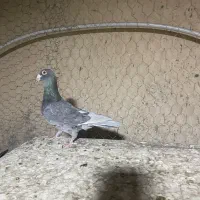 قوره طاووسی ولوی زرنگ