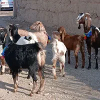 بز پاکستانی زاییده|حیوانات مزرعه|کاشمر, |دیوار