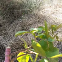 هرس و پیوند انواع درختان و بهترین فصل برای فروت ست|خدمات باغبانی و درختکاری|ملایر, |دیوار