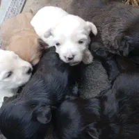 شش قلاده توله پشمالودوماده وچهارنربه فروش میرسد3ت|سگ|زاهدان, |دیوار