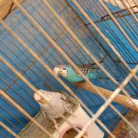 یک جفت مرغ عشق با ۴ عدد تخم|پرنده|شاهین‌شهر, شهرک گلدیس|دیوار