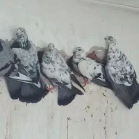 گوش