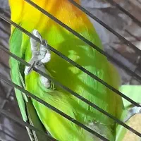 طوطی برزیلی|پرنده|قزوین, |دیوار