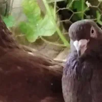 یک جفت کبوتر سرخ با قفس دوطبقه