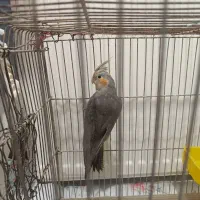 جفت مولد عروس هلندی سالم وجوان|پرنده|محمدشهر, شهرک پیام (مهرالبرز)|دیوار