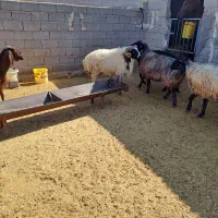 فروش قوچ بذری|حیوانات مزرعه|نی‌ریز, |دیوار