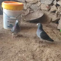 کبوتر نامه بر|پرنده|مریوان, |دیوار