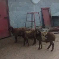 3بره غزل افشار دوتا نر یکی ماده|حیوانات مزرعه|شاندرمن, |دیوار