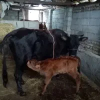 .دوتا گوساله داده..