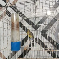 فروش قناری نر. و مرغ عشق جفت با جوجه.|پرنده|فسا, |دیوار