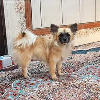 سگ خانگی گمشده
