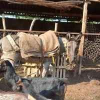 الاغ فروشی گوسفندی|حیوانات مزرعه|گرگان, |دیوار