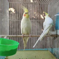 عروس هلندی|پرنده|مشهد, نوفل لوشاتو|دیوار